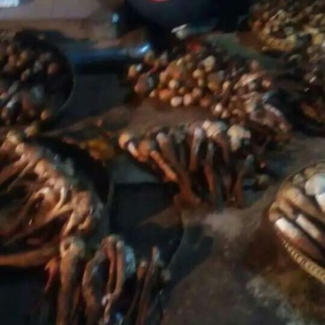 鸡枞菌