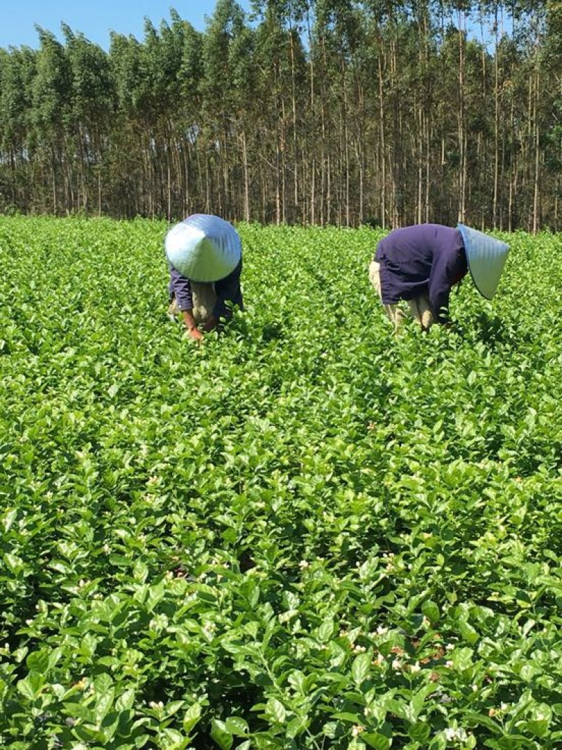 茉莉花不含盆