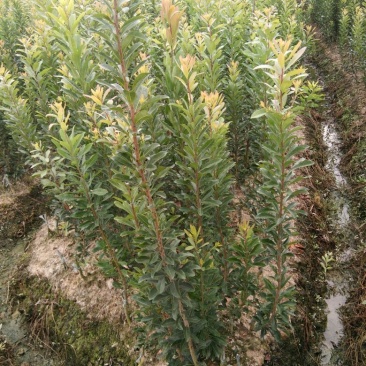 杨梅树30~50cm