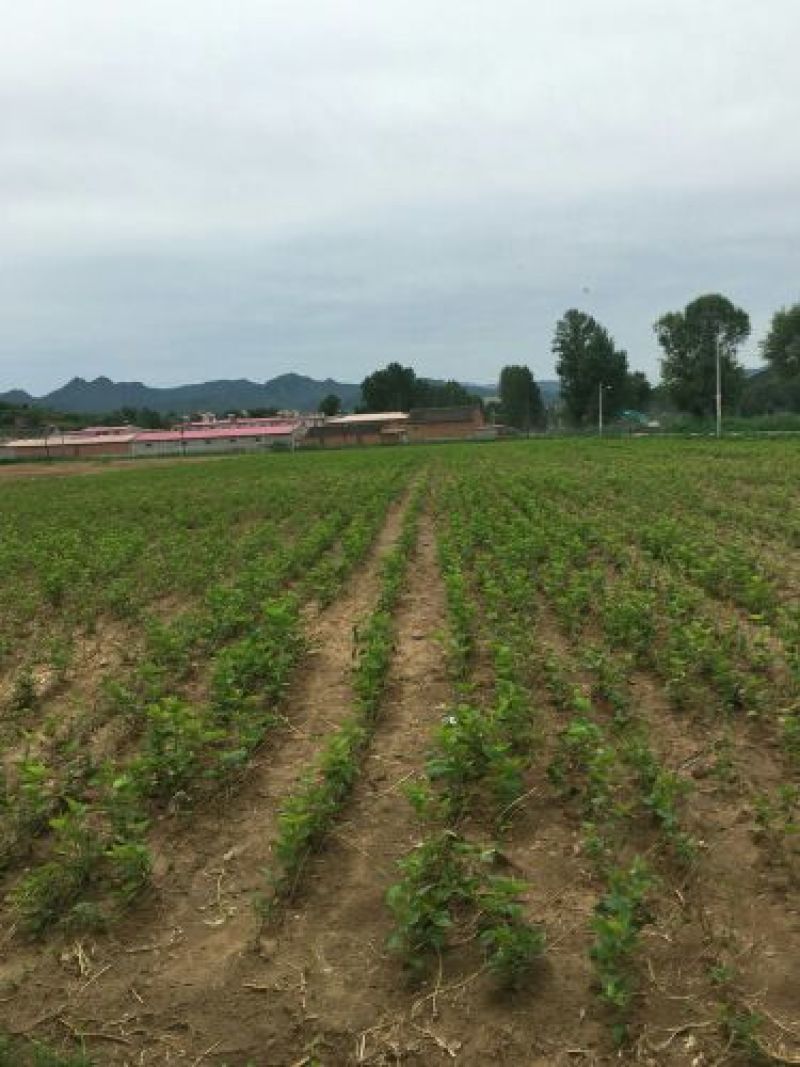 桑树苗140cm