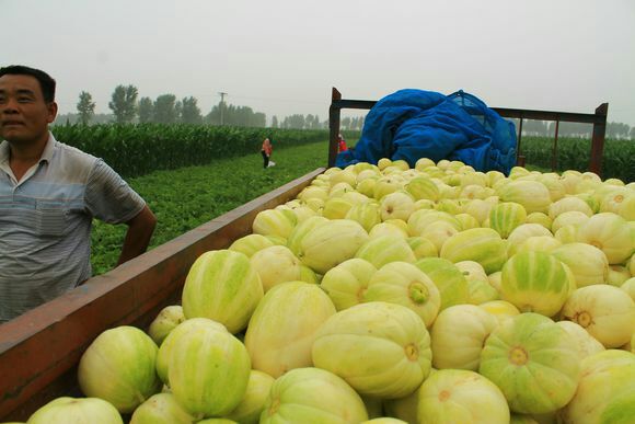 山西忻州市忻府区甜瓜 0.5斤以上批发_薛万明