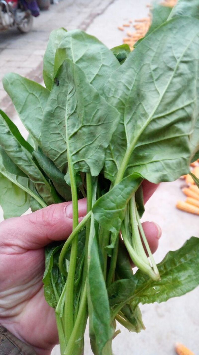 大叶菠菜20~25厘米