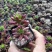 多肉植物带盆栽好