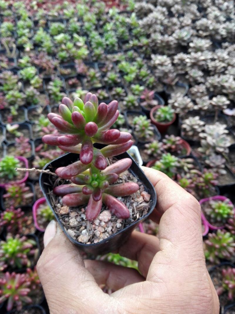 多肉植物带盆栽好