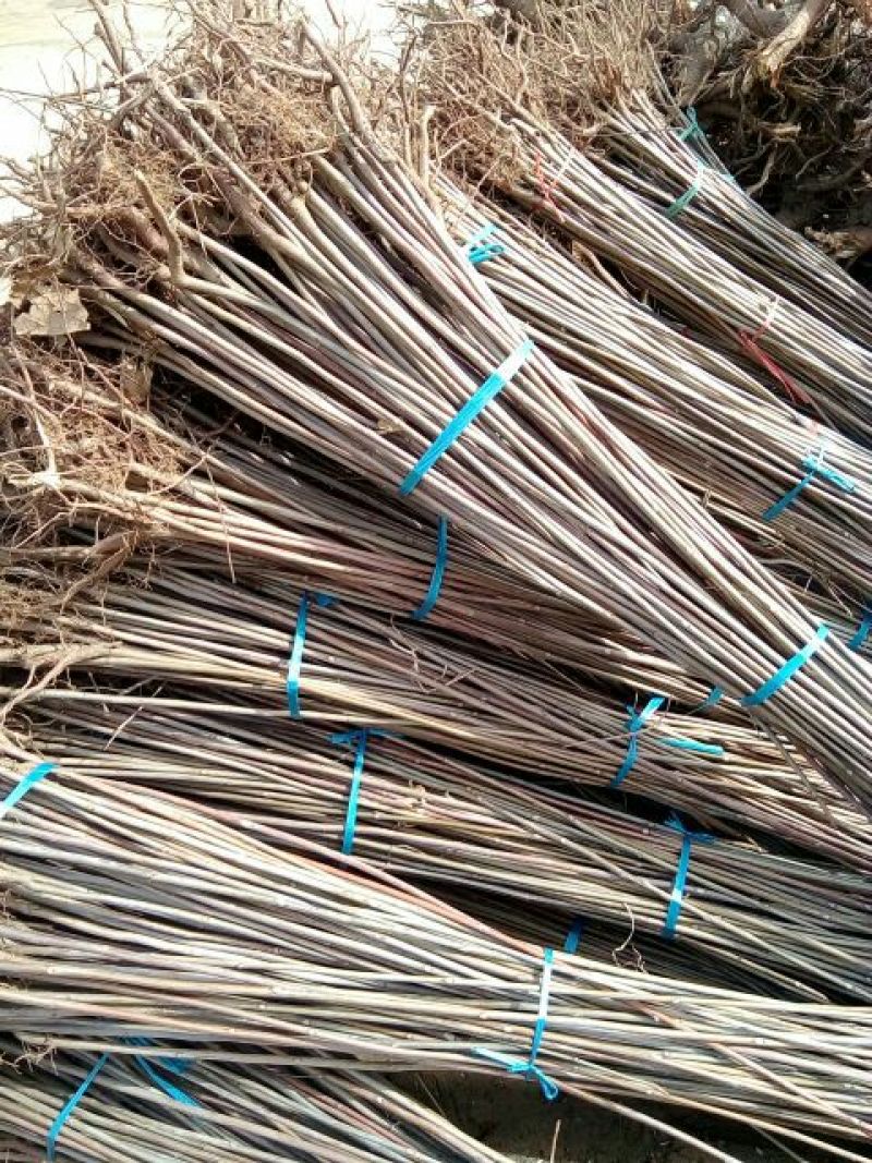 香椿苗50~60cm