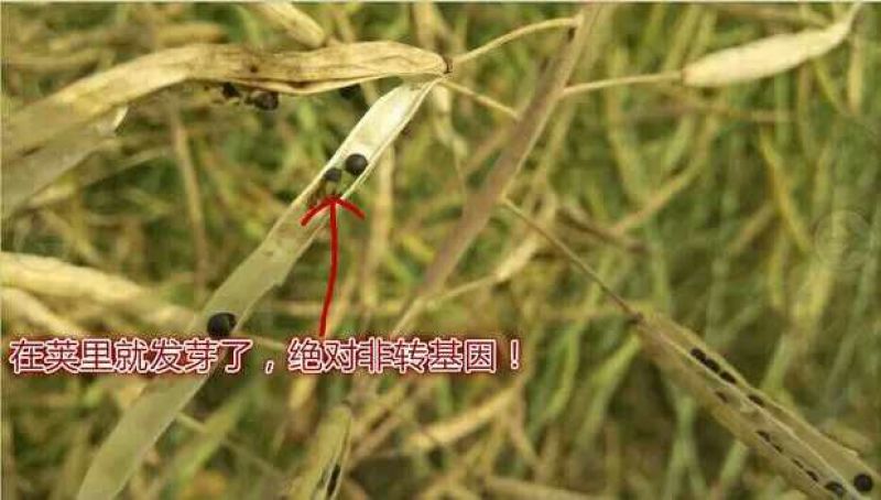 菜油