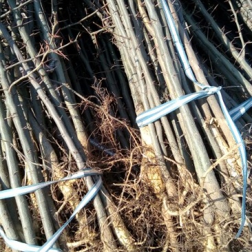 皂角树苗80~100cm