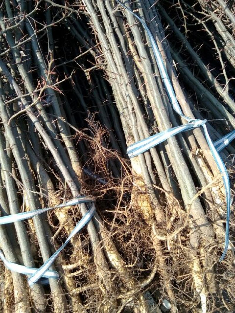 皂角树苗80~100cm