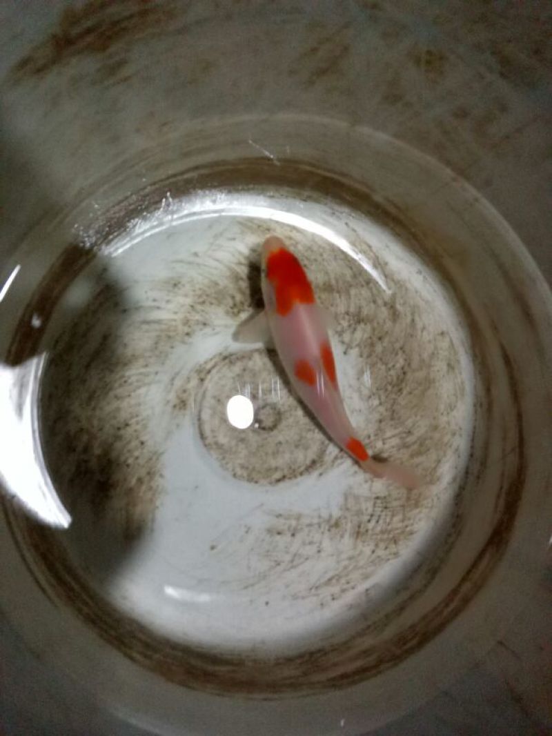 锦鲤鱼苗2两