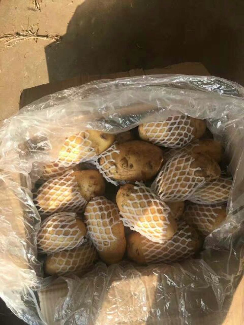 荷兰十五土豆4两以上