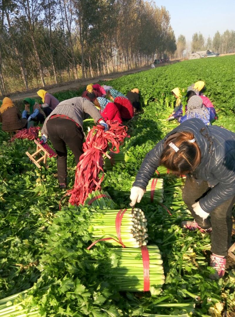 万亩芹菜基地，55cm以上可拔根，可打捆，质量好，供应