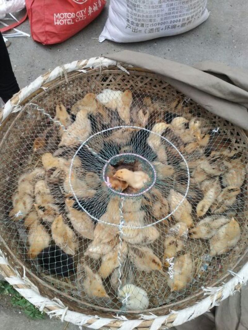 鸡苗1斤以下