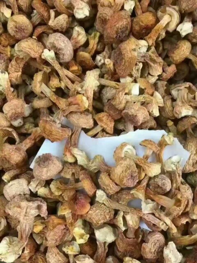 姬松茸特级具有香味煲汤味道鲜美苦杏香味