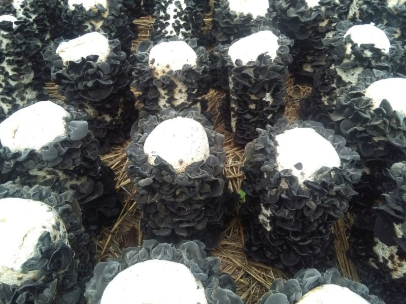 干木耳一级
