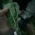 绿神菠菜15~20厘米