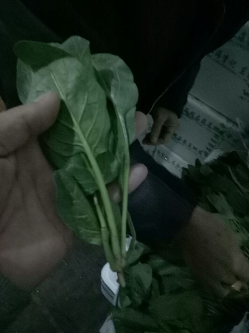 绿神菠菜15~20厘米