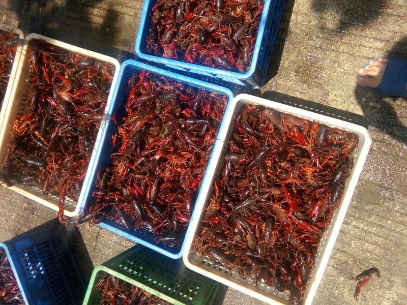 小龙虾食用活虾2~4钱
