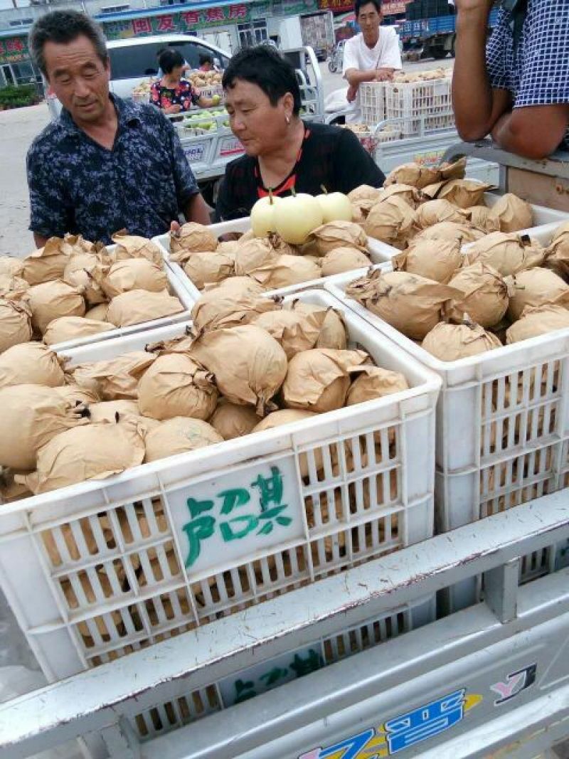 皇冠梨纸袋，六两以上，口感甜脆，一手货源。