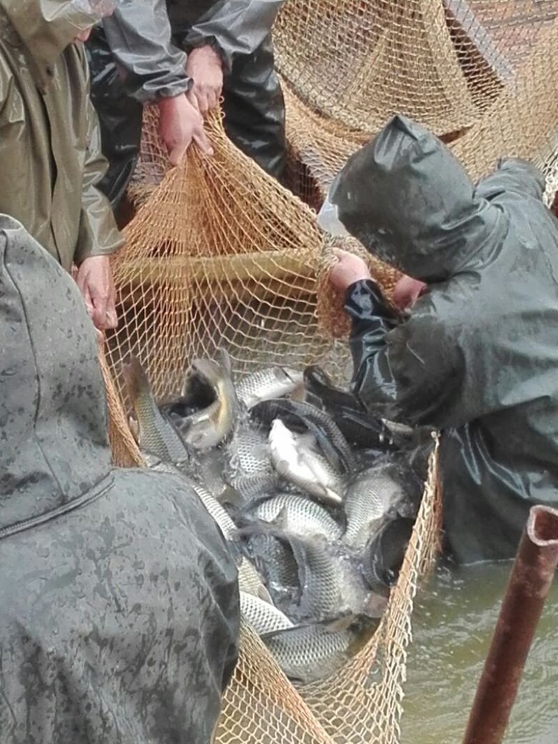 河鲤鱼食用0.5~1公斤