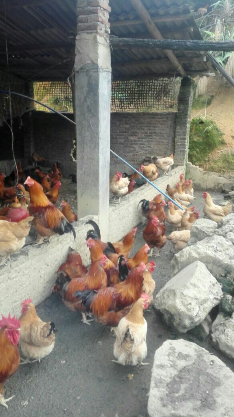 走地鸡散养土鸡，散养土鸡蛋4~5斤