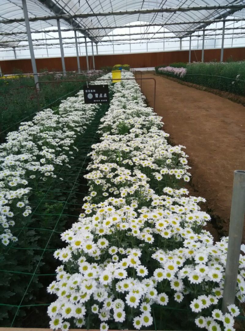 菊花鲜切花30~50cm