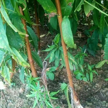 桃树苗，脆皮桃，晚湖景水蜜桃，白凤桃