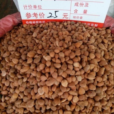 苦杏仁