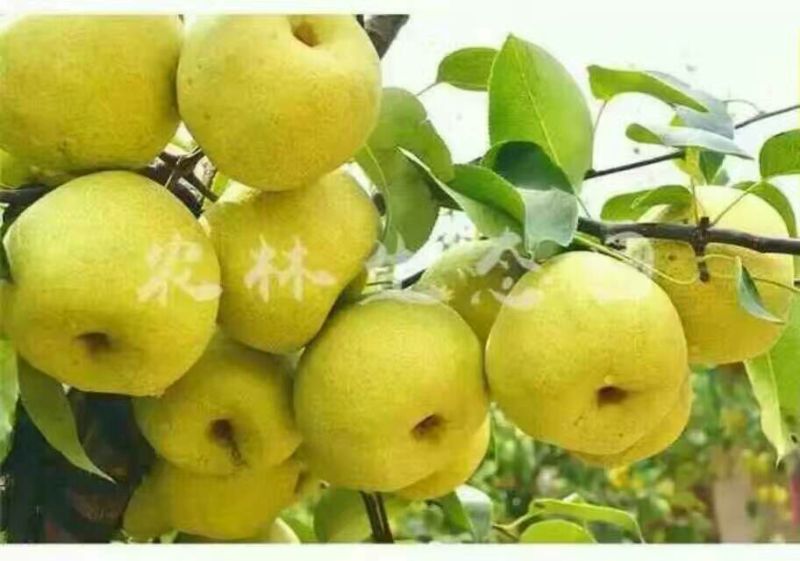 晚秋黄梨膜袋