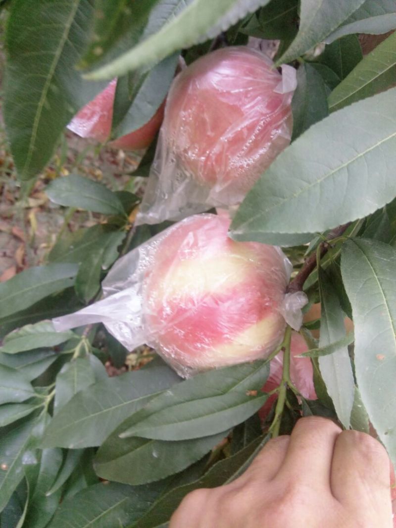 富岛桃王毛桃批发，膜袋毛桃基地价格