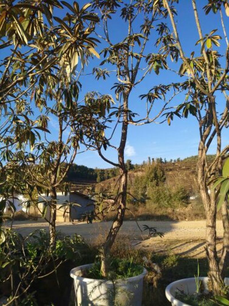映山红20~25cm