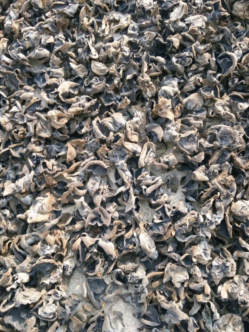 干木耳一级