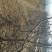 山楂树8~10cm2.5~3米
