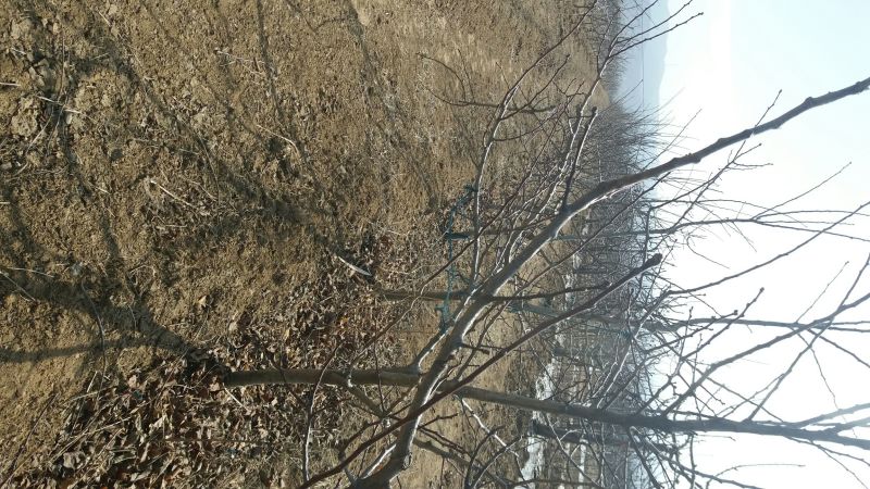山楂树8~10cm2.5~3米