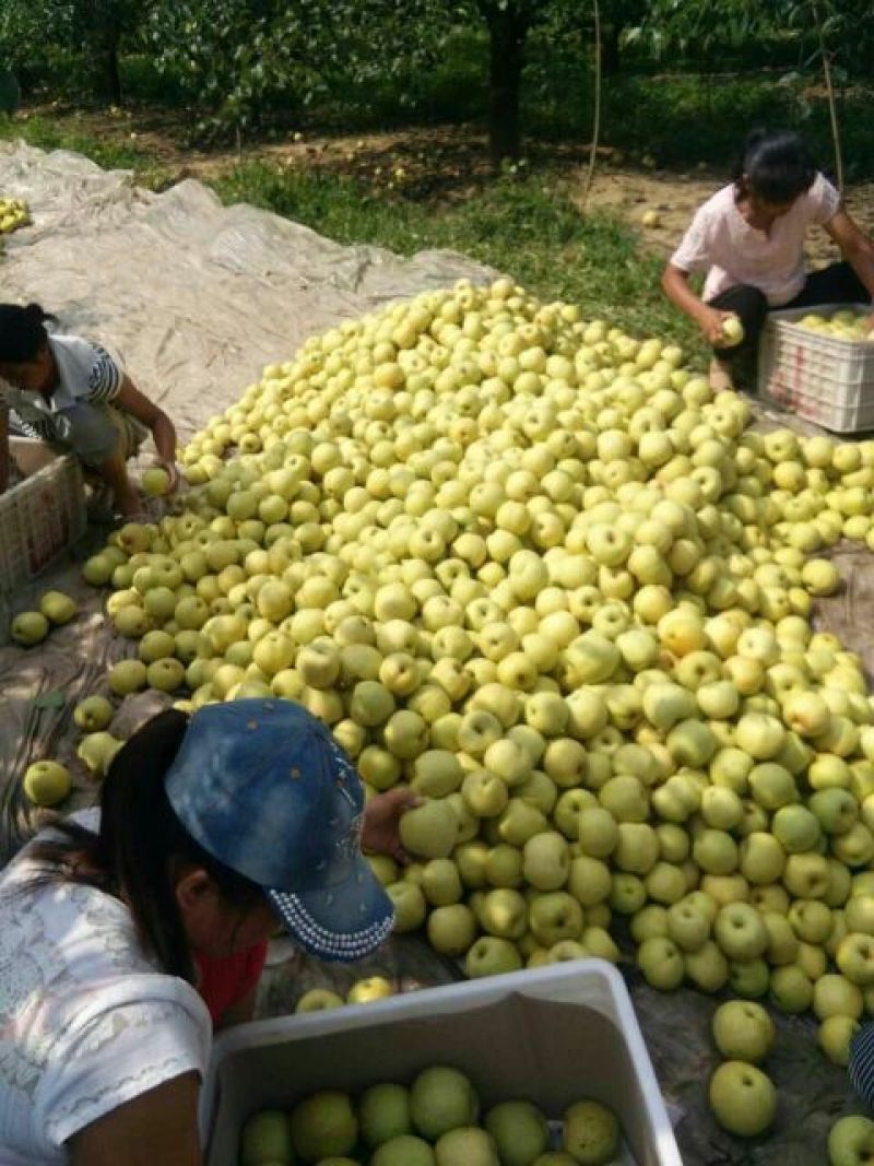 砀山梨300~350g纸箱