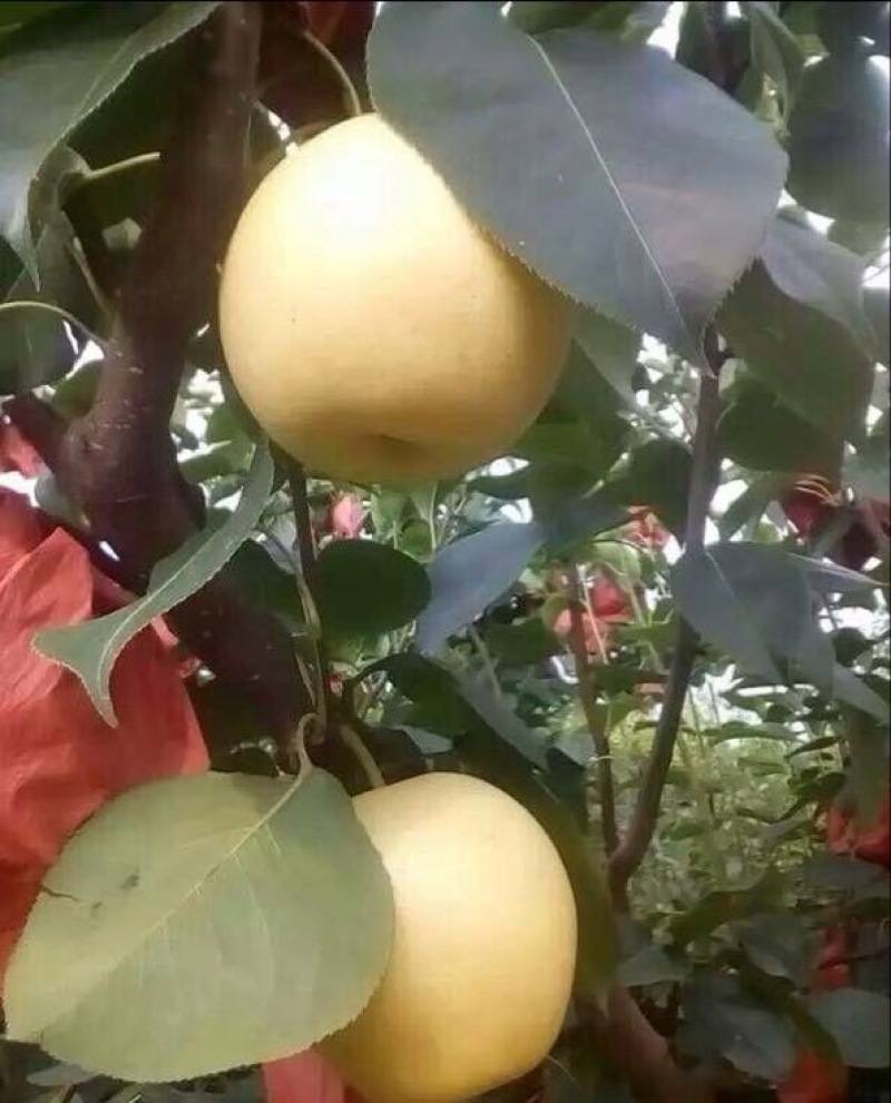 砀山梨