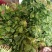 大叶菠菜20~25厘米