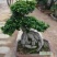 桂花苗