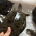 鳖1.5~2斤