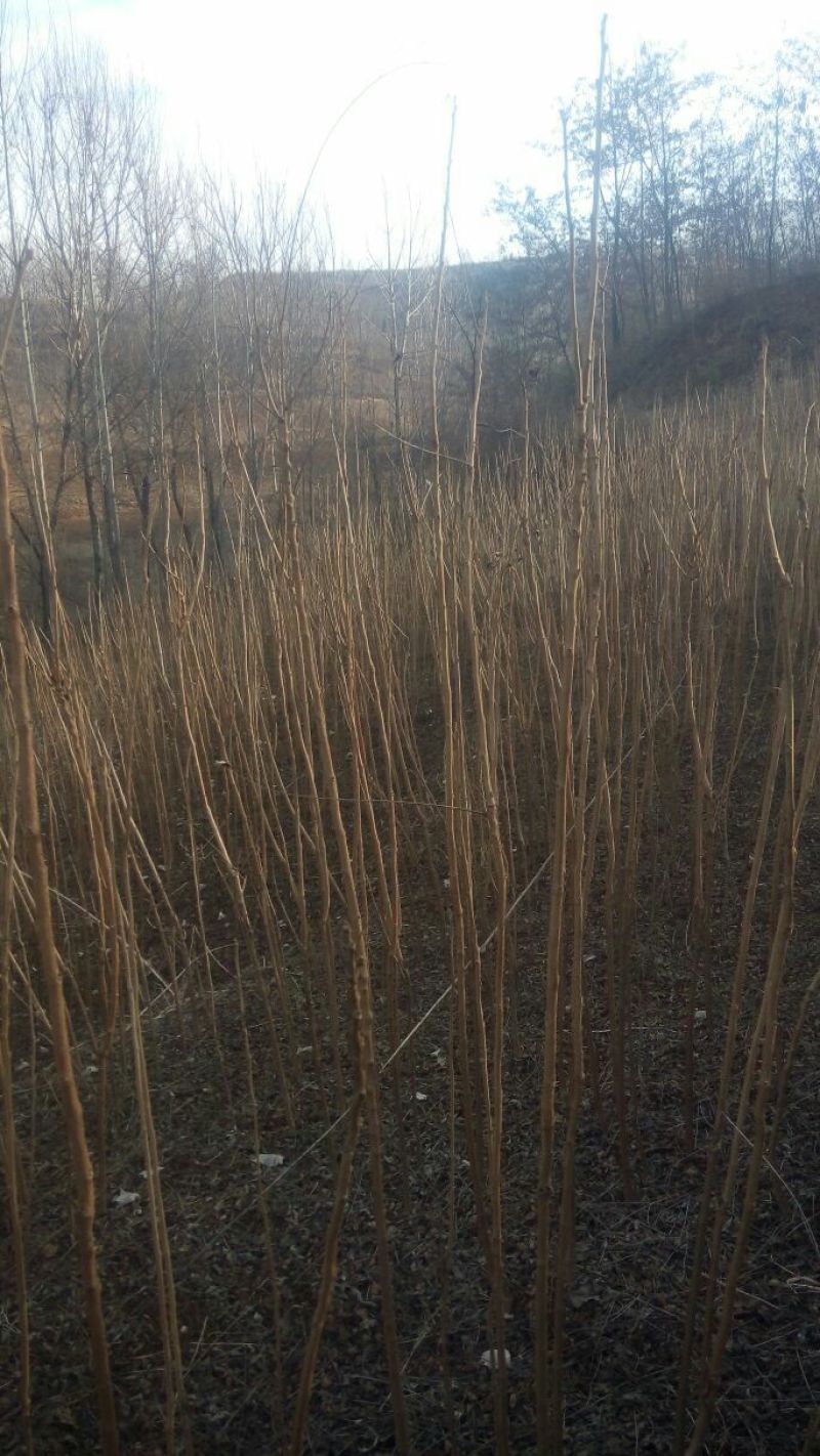 北京栾树苗，北栾树苗
