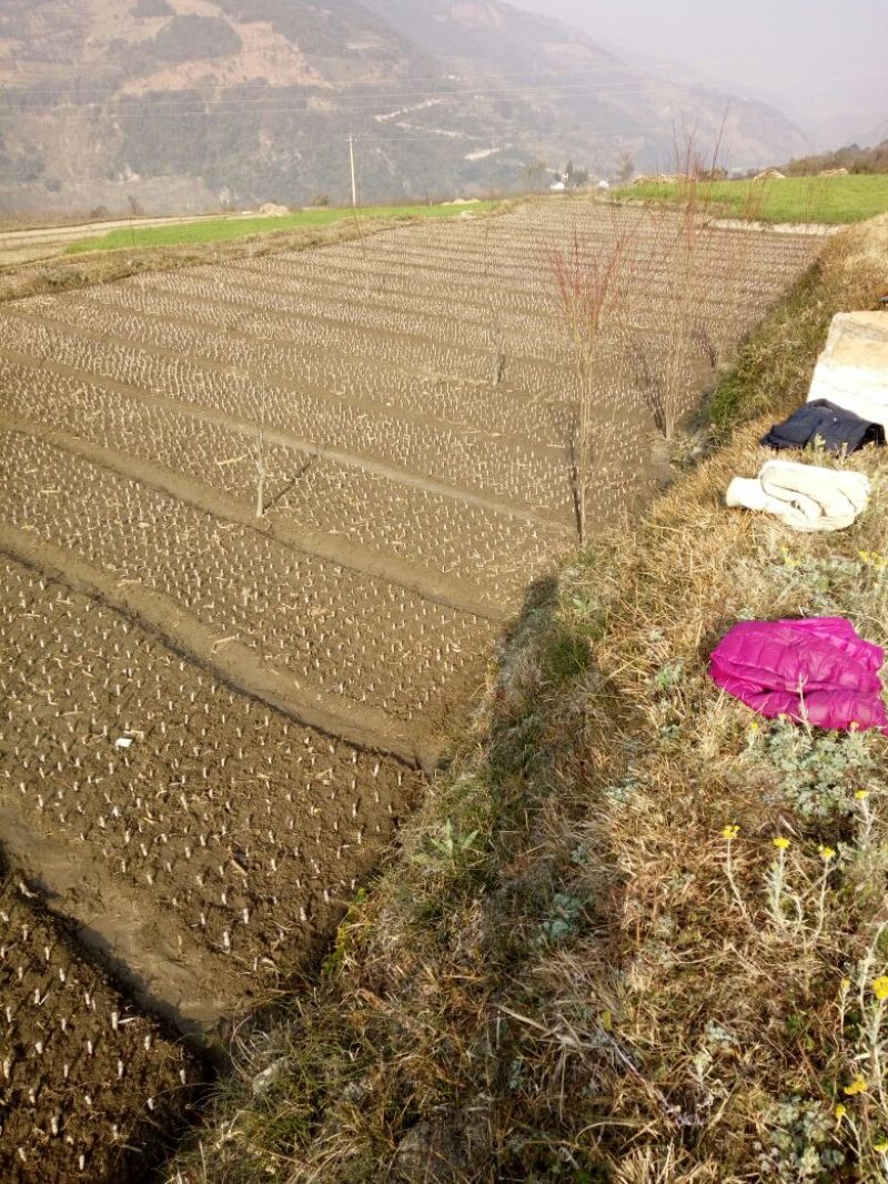 核桃树2cm以下20cm以上0.5~1米