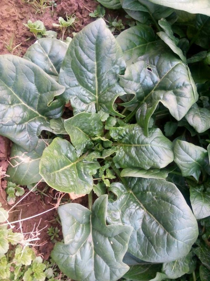 黑叶菠菜15~20厘米