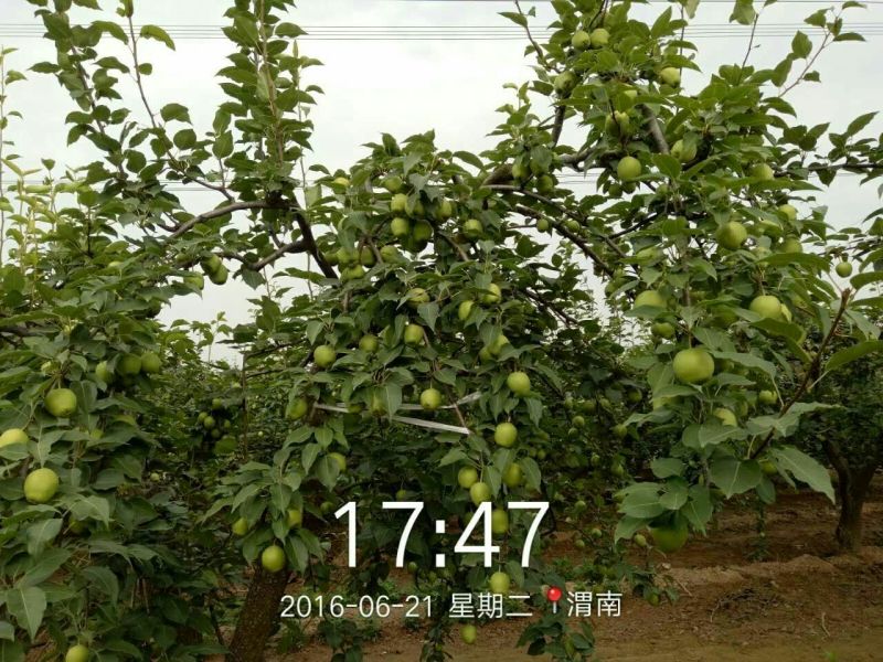 早酥梨光果100~150g