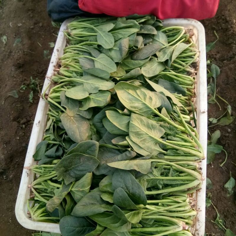 菠菜产地直发，质优价廉货源充足量大从优欢迎采购
