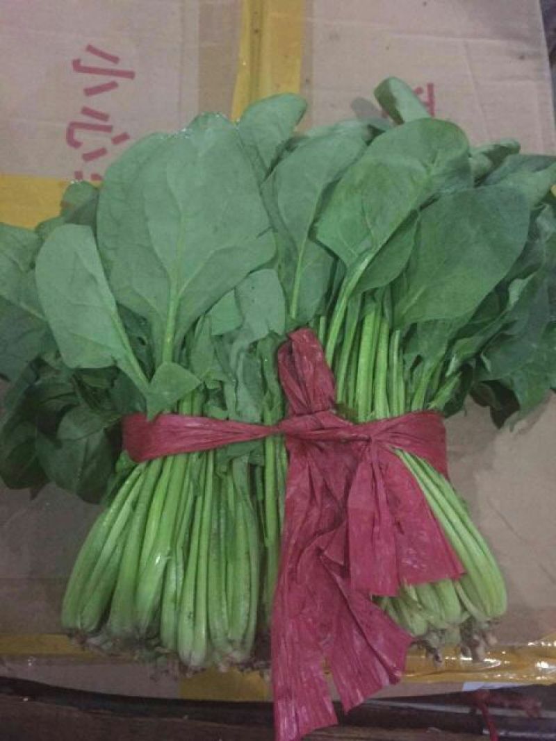 大叶菠菜