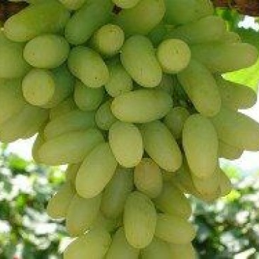 马奶葡萄5%以下1~2斤