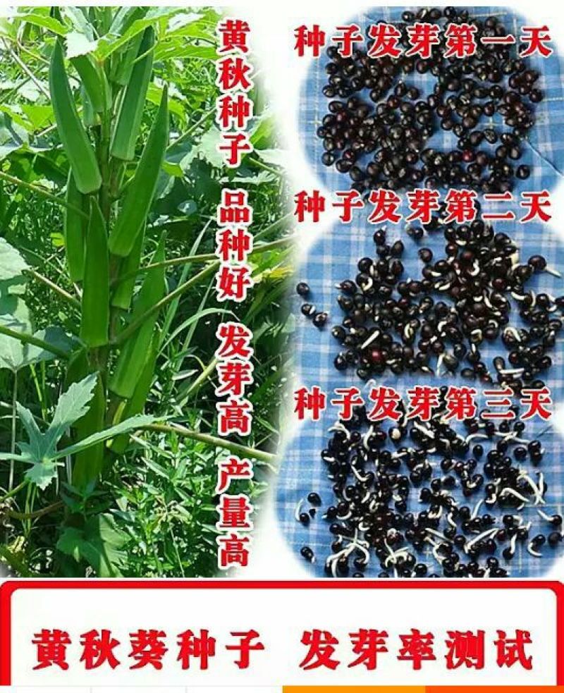 黄秋葵油
