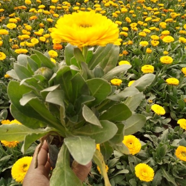 金盏菊