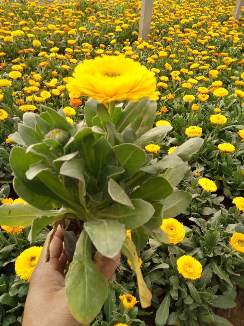 金盏菊
