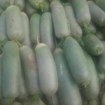 里外绿水果萝卜，春秋季种植，库存供货。滕州