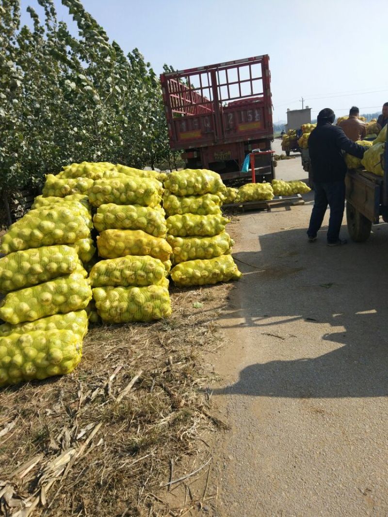 山东肥城芥菜头（辣菜疙瘩）4两以上量大质优，货源充足！